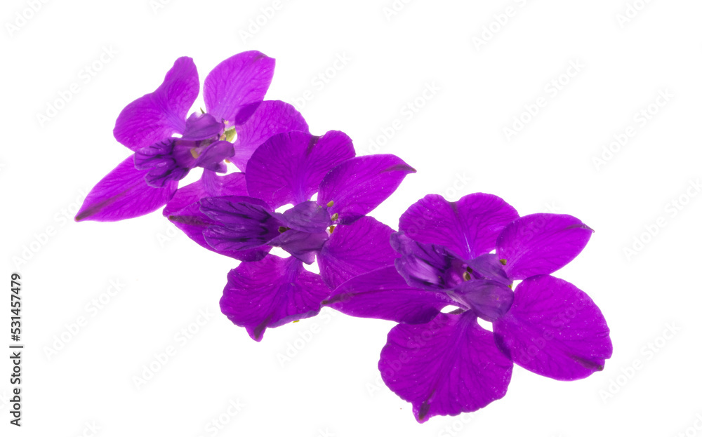 Obraz premium Delphinium perennial isolated