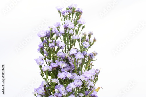 Small purple chrysanthemum on white background