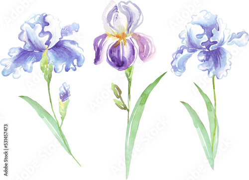 Watercolor irises flower. Hand-painted illustration