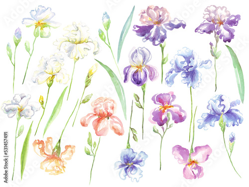Fototapeta Naklejka Na Ścianę i Meble -  Watercolor irises flower. Hand-painted illustration