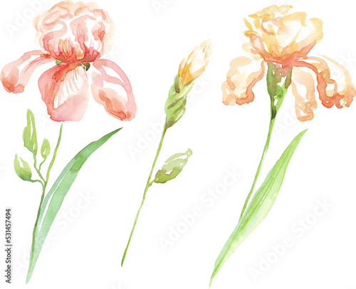 Watercolor irises flower. Hand-painted illustration