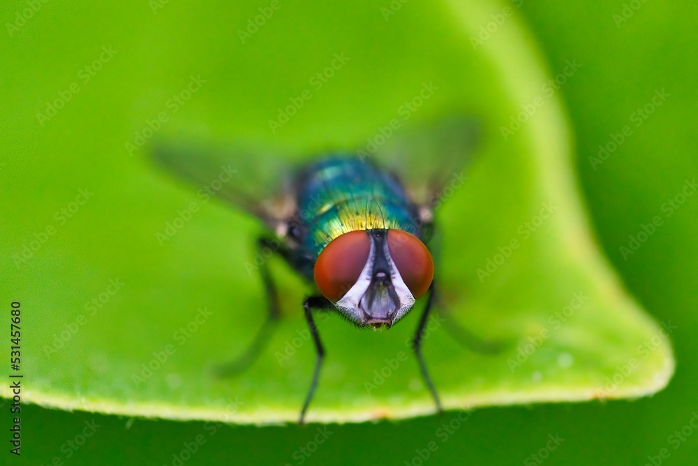 The Lucilia fly is a genus of blow flies, in the family Calliphoridae. The Lucilia fly is a genus of blow flies, in the family Calliphoridae.