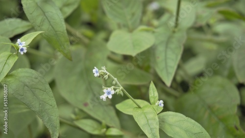 Closeup of flowers of Cynoglossum lanceolatum. photo