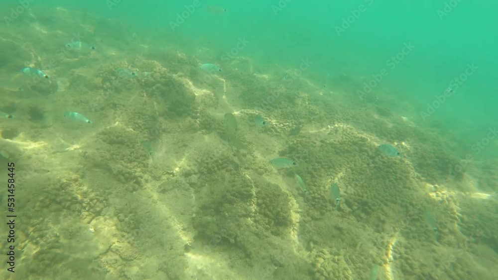 The fish swims at the bottom of the sea. High quality 4k footage The fish swims at the bottom of the sea. High quality 4k footage