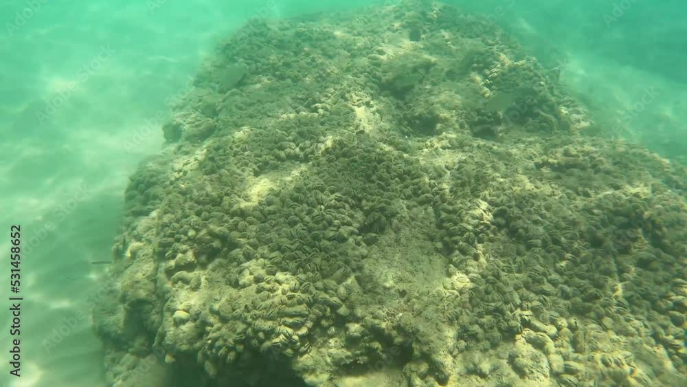 The fish swims at the bottom of the sea. High quality 4k footage The fish swims at the bottom of the sea. High quality 4k footage