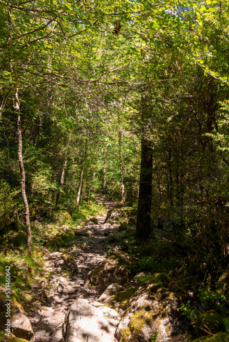 Beautiful view through a green forest with sunlight, idyllic place on earth in the Spanish Pyrenees.