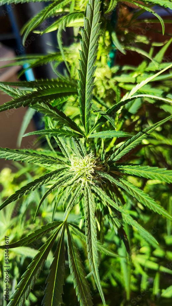 Close up of a Marijuana plant Close up of a Marijuana plant
