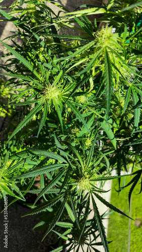 Close up of a Marijuana plant