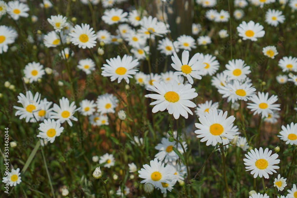 Daisies blooming beautifully in summer Daisies blooming beautifully in summer