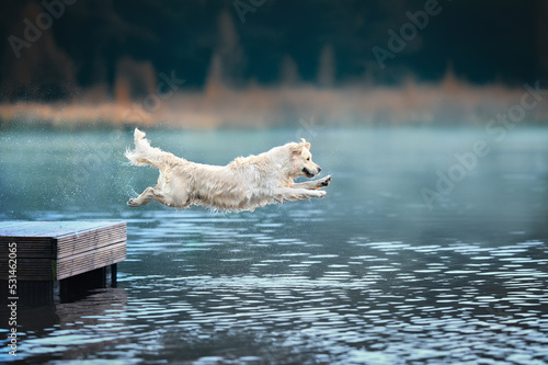 happy golden retriever dog jumping into the lake