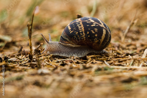 Close up of a Lucorum Helix Snail at the coast of France, Normandie photo