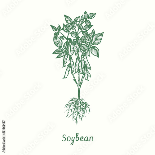 Soybean plant (Glycine max).  Ink black and white doodle drawing in woodcut style