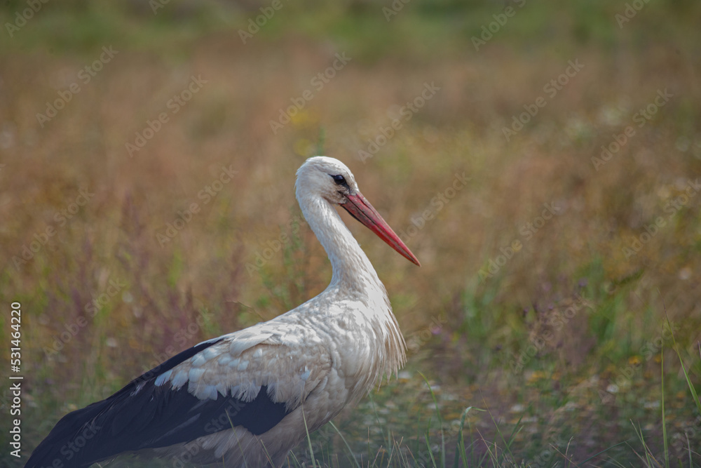 Fototapeta premium Wild bird. Stork. Close-up. World Wildlife Day