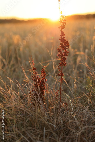 Pflanze mit roten Blättern vor einem schönen Sonnenuntergang