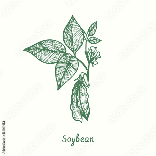 Soybean plant (Glycine max), close up.  Ink black and white doodle drawing in woodcut style