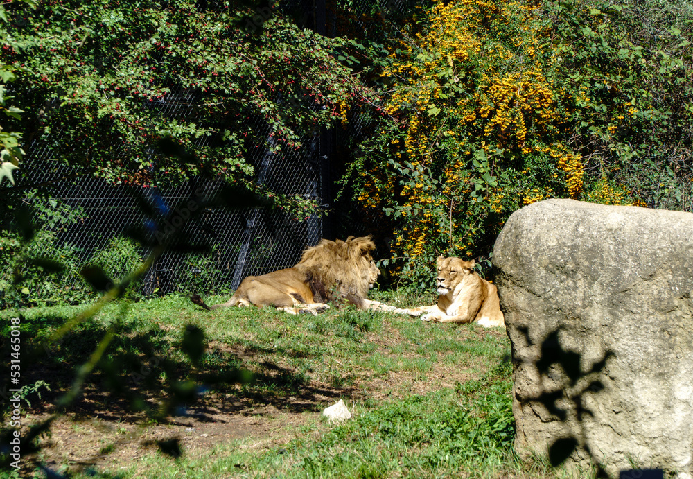 Naklejka premium two lovers came out into the sun after the rain