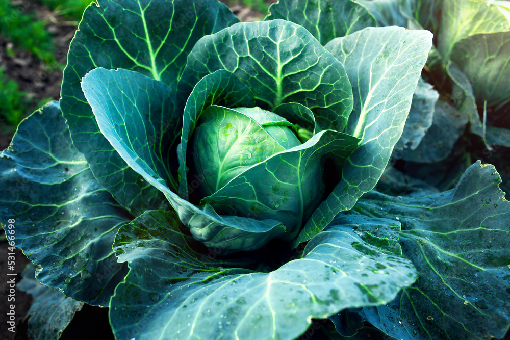 Fresh, white cabbage growing in a vegetable garden on a farm. Fresh, white cabbage growing in a vegetable garden on a farm.