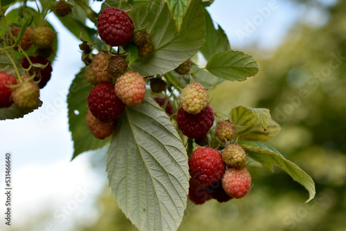 Raspberry fruits weigh on a branch of a bush.
