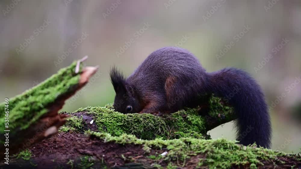 Red squirrel searches for food on dead wood looks and jump away, european red squirrel, winter, north rhine westphalia, (sciurus vulgaris), germany Red squirrel searches for food on dead wood looks and jump away, european red squirrel, winter, north rhine westphalia, (sciurus vulgaris), germany
