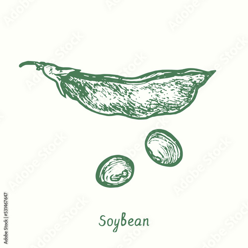 Soybean plant (Glycine max), closed pod and grains.  Ink black and white doodle drawing in woodcut style