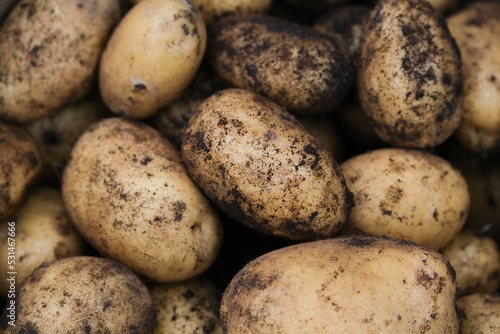 Fresh organic potatoes closeup