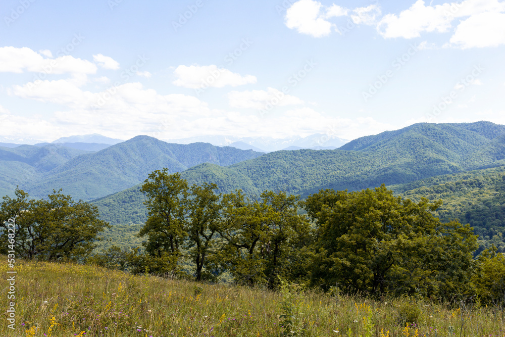 summer mood, natural mountain park, flowering plants in the bosom of nature on a sunny day.