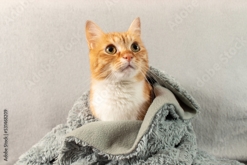 A red cat wrapped in a warm plaid is sitting on the couch.