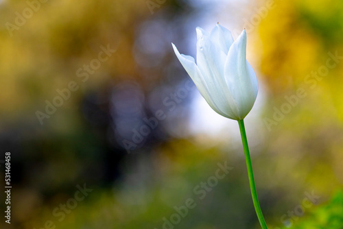 white tulips , spring-blooming and the flowers are usually large , so beautiful in garden © Bilal Ulker