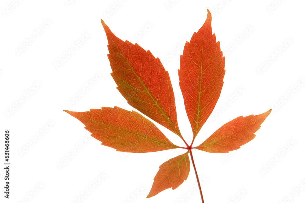 autumn leaves isolated, png file autumn leaves isolated, png file