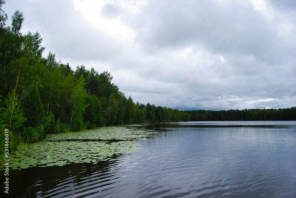 Obraz premium Lake in summer. A lake surrounded by forest. Swampy shores. Peat lake. Ripples on the water. Large volume clouds over the water. Cloudy. Natural landscape. The expanses of Russia.
