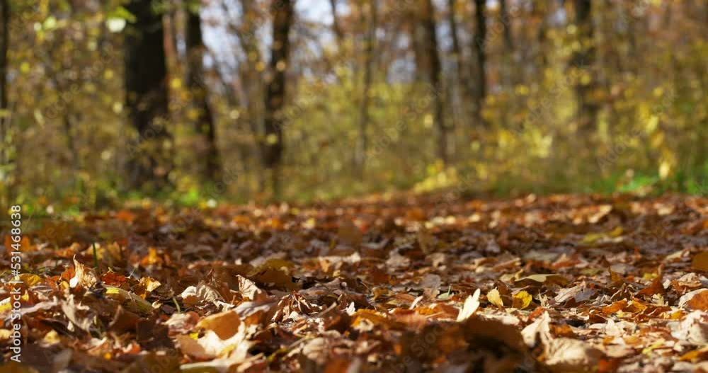 Nature, Fall Landscape. Golden Autumn. Path through Autumn Forest. Trees with Yellow Leaves. Season Falling Leaf, Slow motion. Nature, Fall Landscape. Golden Autumn. Path through Autumn Forest. Trees with Yellow Leaves. Season Falling Leaf, Slow motion.