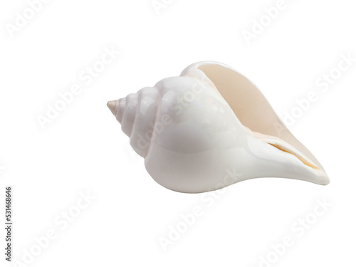 White conch shell with oranges isolated on white background with clipping path.
