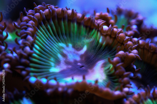 Underwater world. Palythoa grandis sea coral, the most poisonous of the species. Close-up.