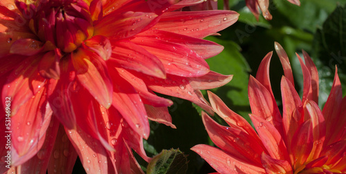 A beautiful dahlia in the summer garden.