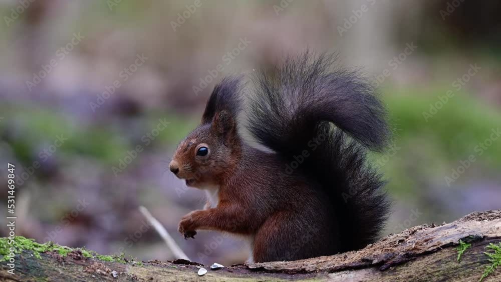 Red squirrel sitting on dead wood eating sunflower seeds, european red squirrel, winter, north rhine westphalia (sciurus vulgaris), germany Red squirrel sitting on dead wood eating sunflower seeds, european red squirrel, winter, north rhine westphalia (sciurus vulgaris), germany