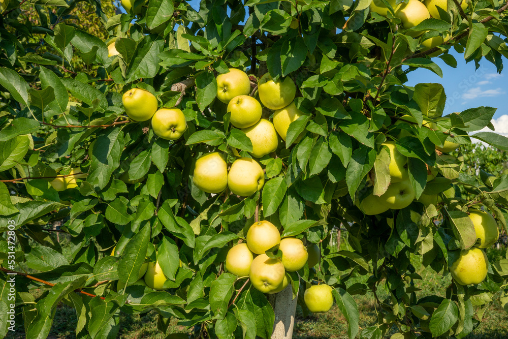 many apples on tree, variety Golden Delicious, summer day, cultivated fruits