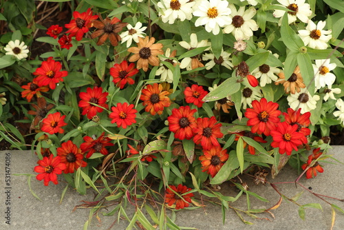 red flowers