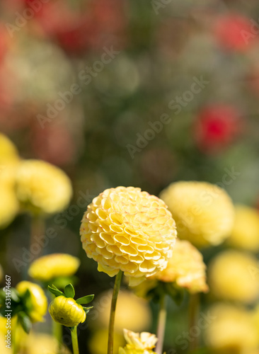 Foto Stunning pompom dahlia flowers by the name Hollywood Twillight or Jon's Twilligh