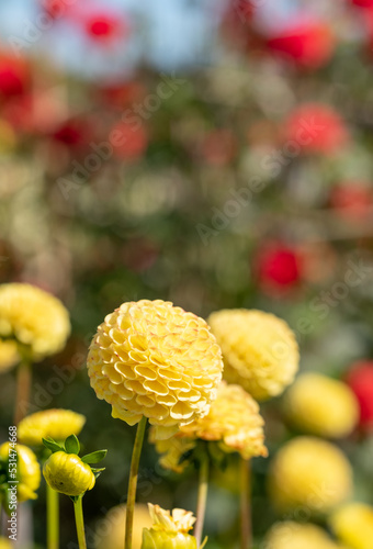 Quadro su tela Stunning pompom dahlia flowers by the name Hollywood Twillight or Jon's Twilligh