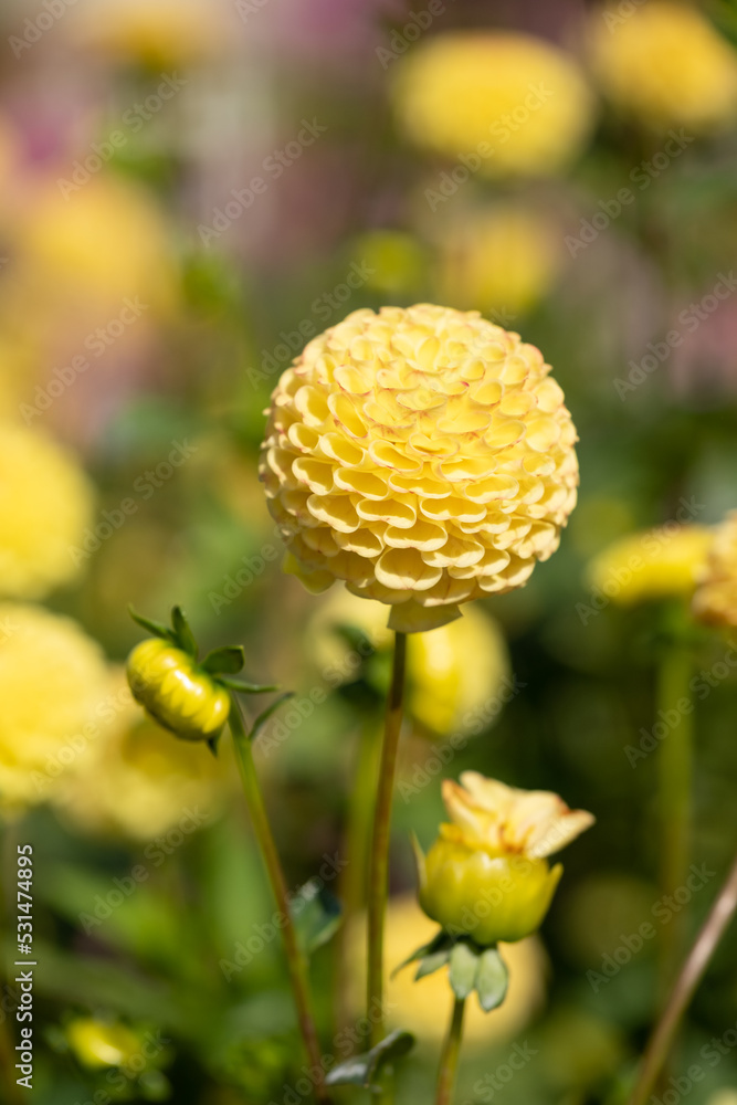 Stunning pompom dahlia flowers by the name Hollywood Twillight or Jon's Twillight, photographed with a macro lens on a sunny day in early autumn at RHS Wisley garden, near Woking in Surrey UK Stunning pompom dahlia flowers by the name Hollywood Twillight or Jon's Twillight, photographed with a macro lens on a sunny day in early autumn at RHS Wisley garden, near Woking in Surrey UK