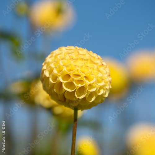 Quadro su tela Stunning pompom dahlia flowers by the name Hollywood Twillight or Jon's Twilligh