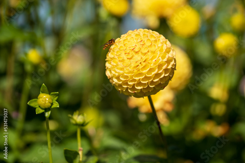 Foto Stunning pompom dahlia flowers by the name Hollywood Twillight or Jon's Twilligh