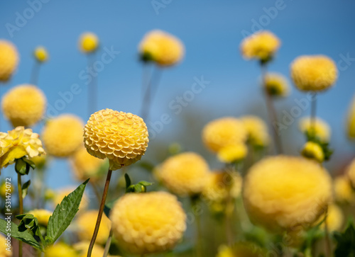 Foto Stunning pompom dahlia flowers by the name Hollywood Twillight or Jon's Twilligh
