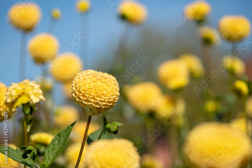 Quadro su tela Stunning pompom dahlia flowers by the name Hollywood Twillight or Jon's Twilligh