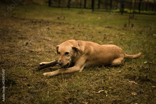 Wallpaper Mural Rudy i biszkoptowy pies gryzący jesienny patyk leżąc na trawie. Torontodigital.ca