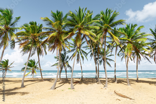 Beach scene with coconut palms © photopixel