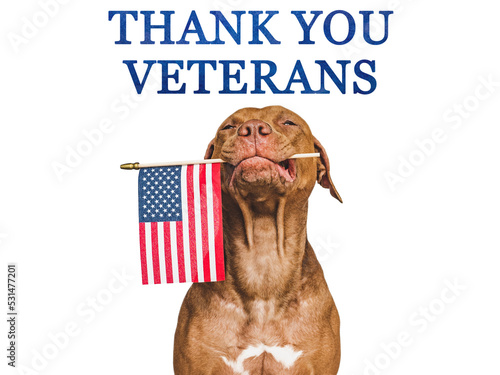 Thank You Veterans. Lovable, pretty brown puppy and American Flag. Closeup, indoors. Studio shot. Congratulations for family, relatives, loved ones, friends and colleagues. Pet care concept