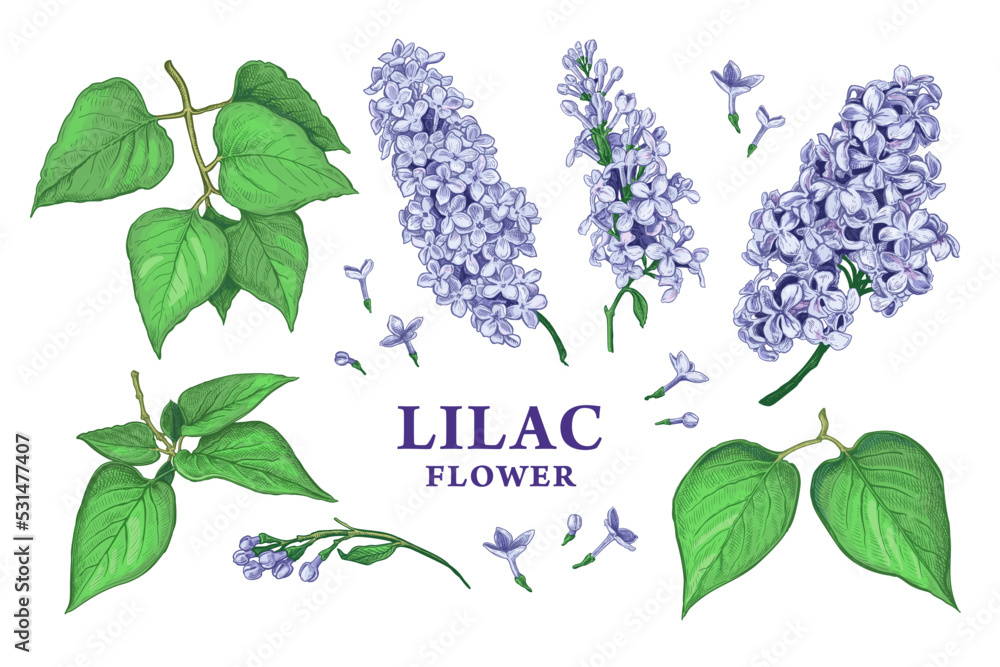 Set of hand drawn luxurious flowers and leaves of Lilac. Vector illustration of plant elements for floral design. Color sketch isolated on a white background. Beautiful bouquet of blue Lilac Set of hand drawn luxurious flowers and leaves of Lilac. Vector illustration of plant elements for floral design. Color sketch isolated on a white background. Beautiful bouquet of blue Lilac