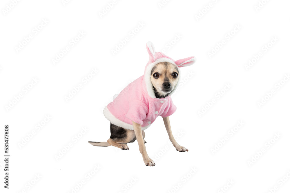pet clothes, funny dog in a pink bathrobe isolated