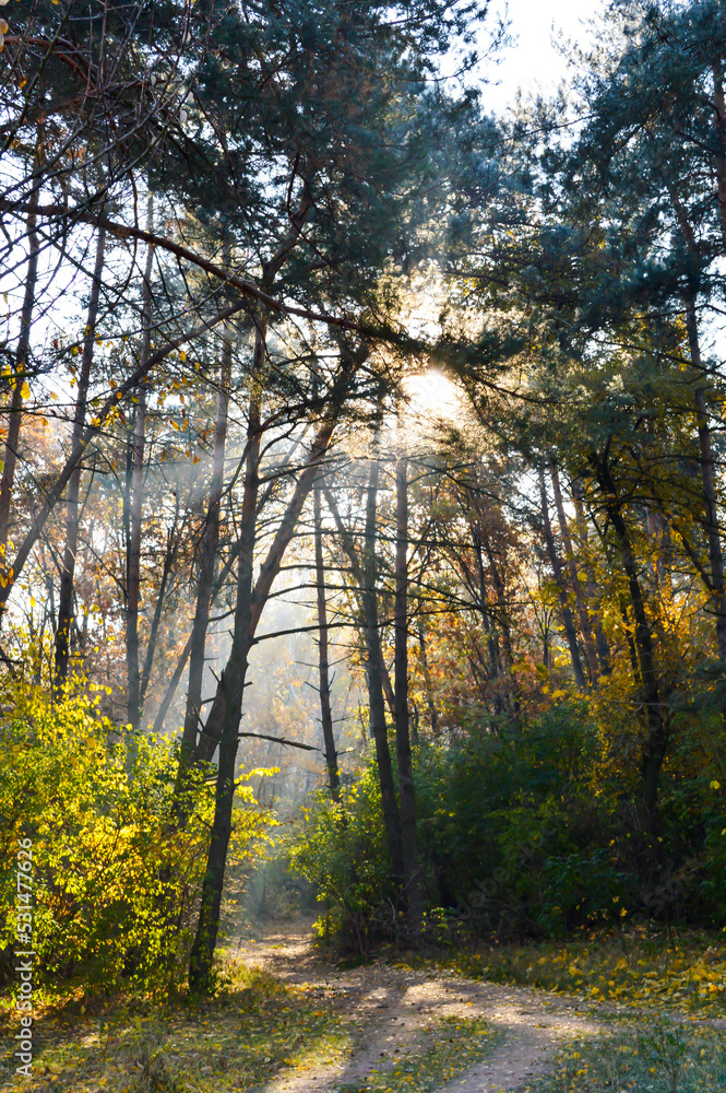 The sun's rays break through the branches of the trees in the forest. Spruce branches and sun rays. A path in the autumn forest. Autumn in the forest. Vertical photo of the forest. The sun's rays break through the branches of the trees in the forest. Spruce branches and sun rays. A path in the autumn forest. Autumn in the forest. Vertical photo of the forest.